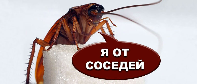 Я от соседей тараканы от соседей